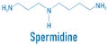 Spermidine polyamine compound molecule. Skeletal chemical formula.