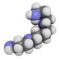 Spermine molecule. 3D rendering. Atoms are represented as spheres with conventional color coding: hydrogen (white), carbon (grey