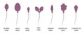 Spermogram and semen parameters, teratozoospermia, normal and abnormal sperm. Head defects spermatozoon.