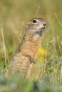 Spermophilus or Citellus