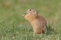 Spermophilus citellus Royalty Free Stock Photo