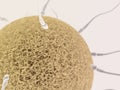 Spermotozoons with egg close up on the light background Royalty Free Stock Photo
