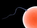 Sperms and human egg Royalty Free Stock Photo