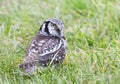 Sperweruil, Northern Hawk Owl, Surnia ulula