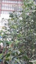 Spetoal mango trees Alphonso tailand fullseason beganappally Allard available at rate Al juman garden Doha