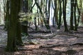 Dancing trees in Speulderbos in the Netherlands