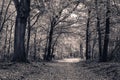 Speulderbos The Netherlands Royalty Free Stock Photo