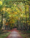 Speulderbos The Netherlands Royalty Free Stock Photo