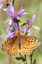 Speyeria butterfly, Yellowstone National Park. Royalty Free Stock Photo