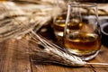 Speyside scotch whisky tasting on old dark wooden vintage table with barley grains Royalty Free Stock Photo