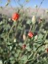Sphaeralcea ambigua red flowers Royalty Free Stock Photo