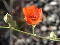 Sphaeralcea ambigua red flowers Royalty Free Stock Photo