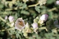 Sphaeralcea ambigua Royalty Free Stock Photo