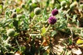 Sphaeranthus indicus or east indian globe thistle is a flowering plant.