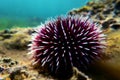 Underwater Mediterranean purple sea urchin - Sphaerechinus granularis Royalty Free Stock Photo