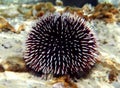 Underwater Mediterranean purple sea urchin - Sphaerechinus granularis Royalty Free Stock Photo