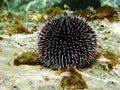 Underwater Mediterranean purple sea urchin - Sphaerechinus granularis Royalty Free Stock Photo