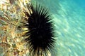 Underwater Mediterranean purple sea urchin - Sphaerechinus granularis Royalty Free Stock Photo