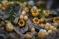 The Sphaerobolus stellatus is an inedible mushroom