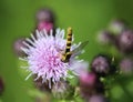 Sphaerophoria scripta, the long hoverfly Royalty Free Stock Photo