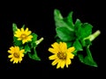 Sphagneticola trilobata. Close-up small yellow flower isolated on black background. Creeping daisy. Singapore daisy. Royalty Free Stock Photo