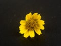 Sphagneticola trilobata. Close-up small yellow flower isolated on black background. Creeping daisy. Singapore daisy. Royalty Free Stock Photo
