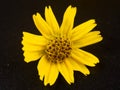 Sphagneticola trilobata. Close-up small yellow flower isolated on black background. Creeping daisy. Singapore daisy. Royalty Free Stock Photo