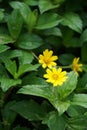 Sphagneticola trilobata with a natural background