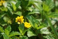 Sphagneticola trilobata with a natural background