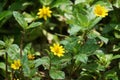 Sphagneticola trilobata with a natural background