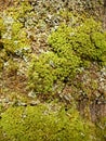 Sphagnum Royalty Free Stock Photo
