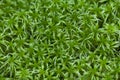 Sphagnum background Royalty Free Stock Photo