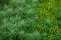 Sphagnum background Royalty Free Stock Photo