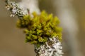 Sphagnum and lichens on bark Royalty Free Stock Photo