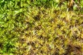 Sphagnum Moss Royalty Free Stock Photo