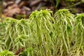 Sphagnum moss Royalty Free Stock Photo