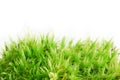 Sphagnum moss Royalty Free Stock Photo