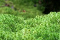 Sphagnum moss Royalty Free Stock Photo
