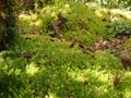 Sphagnum moss Royalty Free Stock Photo