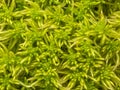 Sphagnum moss, bog moss, quacker moss (peat) Royalty Free Stock Photo