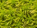 Sphagnum moss, bog moss, quacker moss (peat) Royalty Free Stock Photo