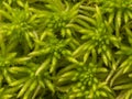 Sphagnum moss, bog moss, quacker moss (peat) Royalty Free Stock Photo