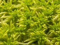 Sphagnum moss, bog moss, quacker moss (peat) Royalty Free Stock Photo