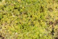 Sphagnum Moss in Closeup