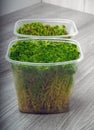 Sphagnum moss in a container Royalty Free Stock Photo