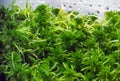 Sphagnum moss in a container Royalty Free Stock Photo