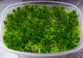 Sphagnum moss in a container Royalty Free Stock Photo