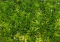 Sphagnum moss in a container Royalty Free Stock Photo