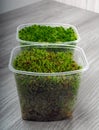 Sphagnum moss in a container Royalty Free Stock Photo