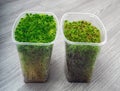 Sphagnum moss in a container Royalty Free Stock Photo